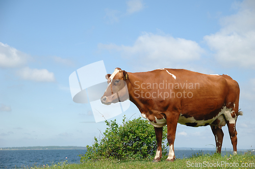 Image of Cow standing on green grass