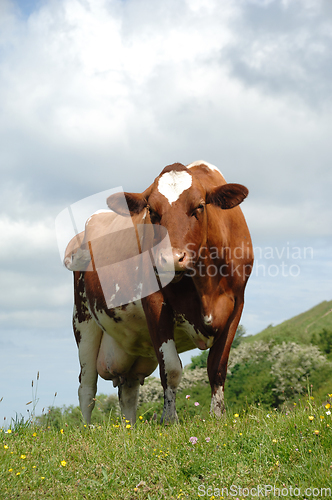 Image of Cow standing on green grass