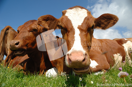 Image of Cows resting on green grass