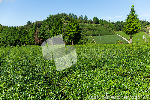 Image of Tea garden