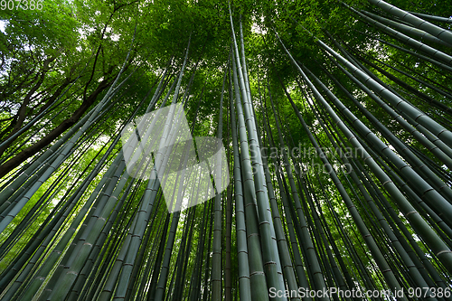 Image of Greenery Bamboo forest