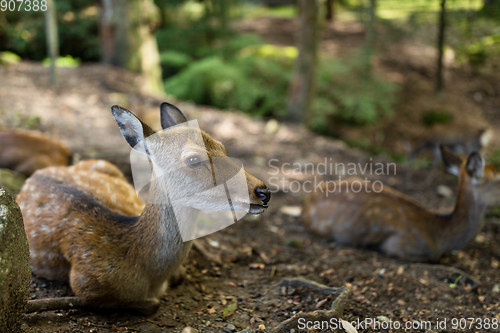 Image of Deer relaxing on the ground