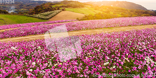 Image of Cosmos flower and sunlight