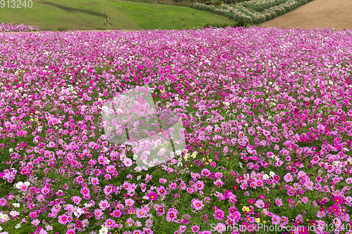 Image of Beautiful Cosmos flower