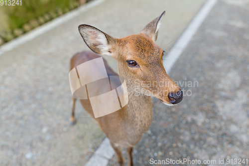 Image of Adorable Deer in Nara park