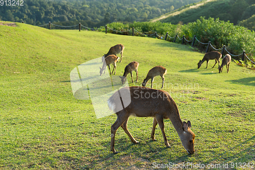 Image of Group of deer at outdoor