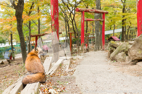Image of Fox sitting infront of Japanese temple