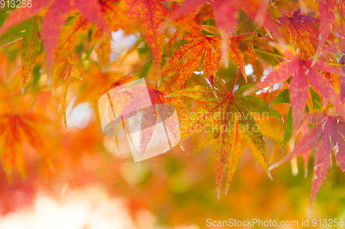 Image of Maple leaf