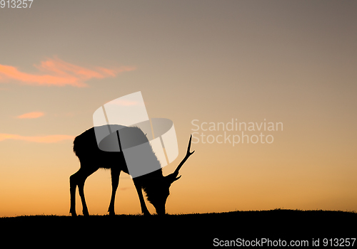 Image of Silhuette of deer eating grass