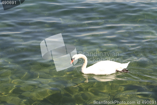 Image of Swan