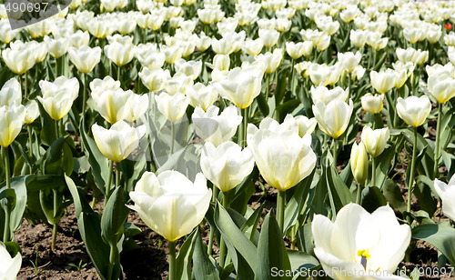 Image of Tulips