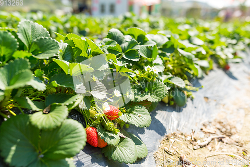 Image of Fresh Strawberry meadow