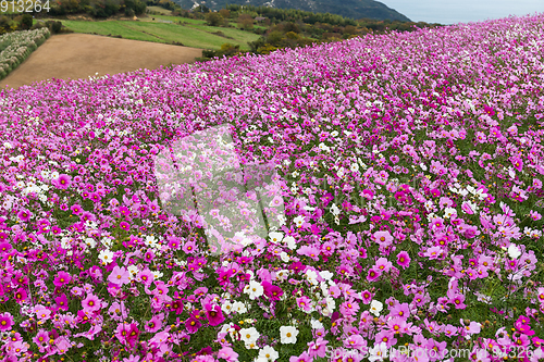 Image of Cosmos flowers in the garden