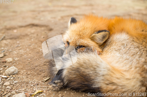 Image of Red fox take a rest