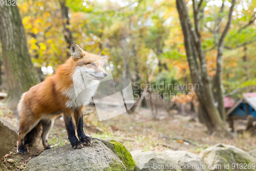 Image of Lovely fox standing on the rock