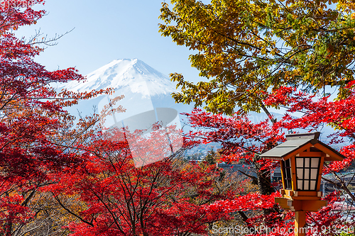Image of Red maple tree and mount Fuji