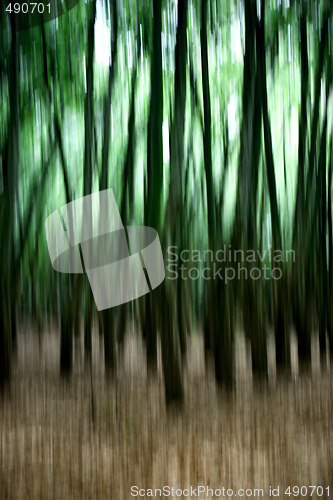 Image of Green Forest
