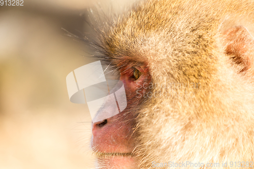 Image of Side profile of monkey