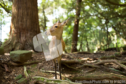 Image of Wild deer in a park