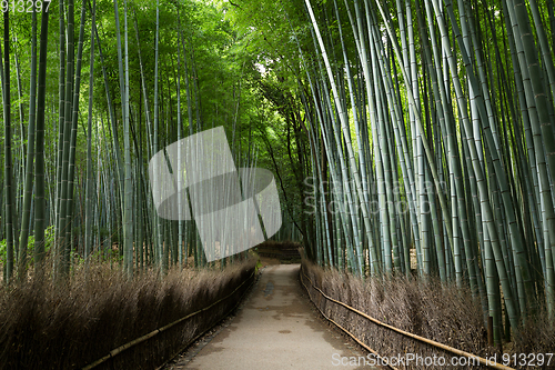 Image of Arashiyama Bamboo Groves