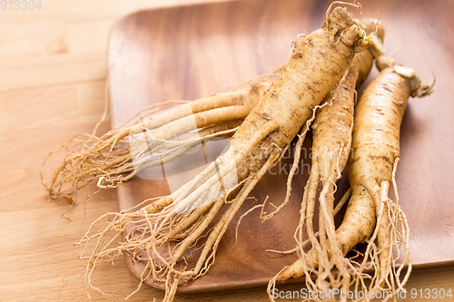 Image of Korean ginseng