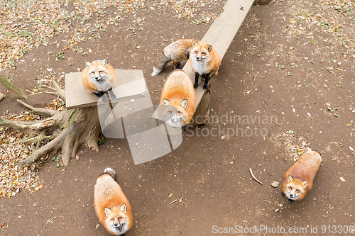 Image of Group of fox looking for snack