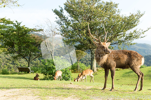 Image of Red Stag Deer