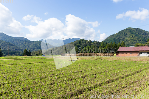 Image of Rice field and mountain