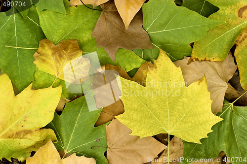 Image of Fall leaves