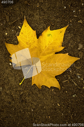 Image of Fall leaves