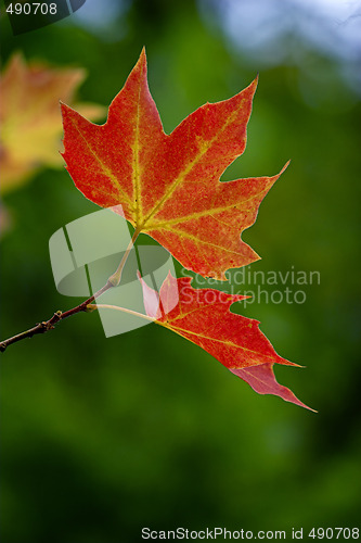 Image of Fall leaves