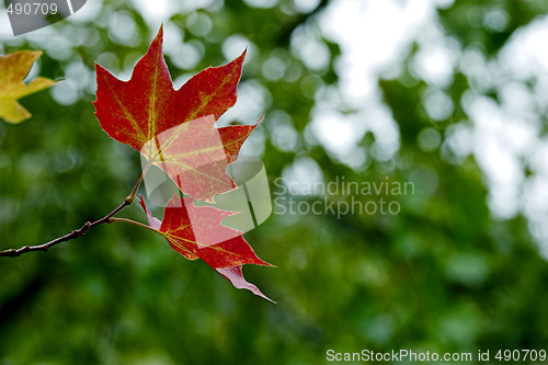 Image of Fall leaves