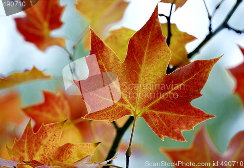 Image of Fall leaves