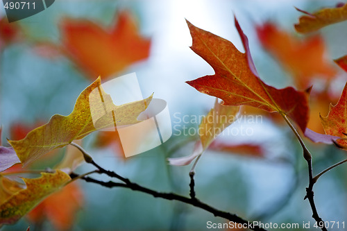 Image of Fall leaves