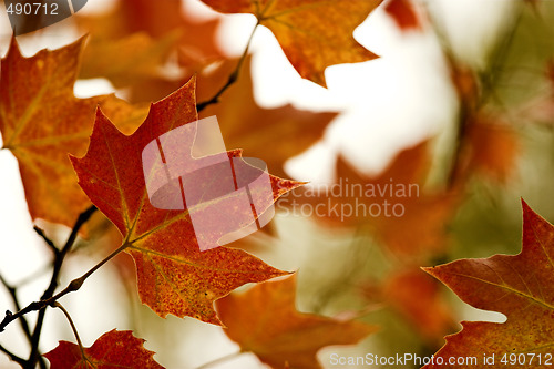 Image of Fall leaves