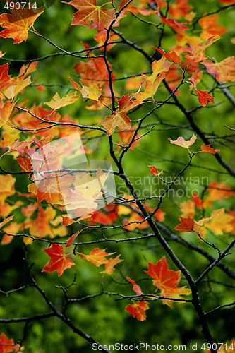 Image of Fall leaves