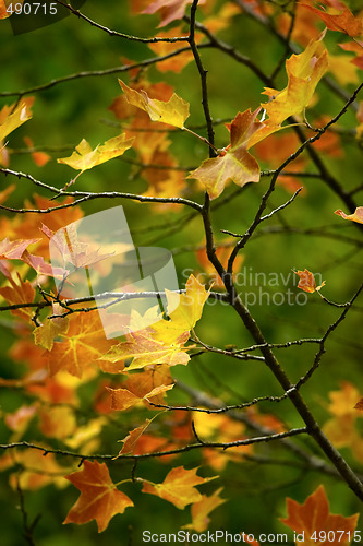 Image of Fall leaves