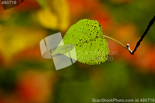 Image of Fall leaves