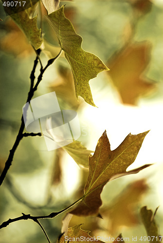 Image of Fall leaves