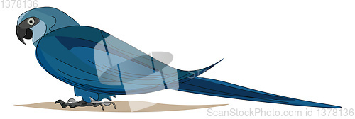 Image of Spix macaw, vector or color illustration.