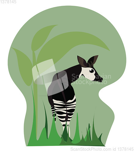 Image of Okapi, vector or color illustration.