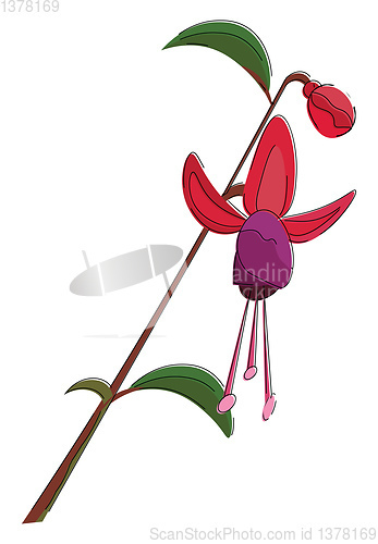 Image of Fuchsia flower, vector or color illustration.