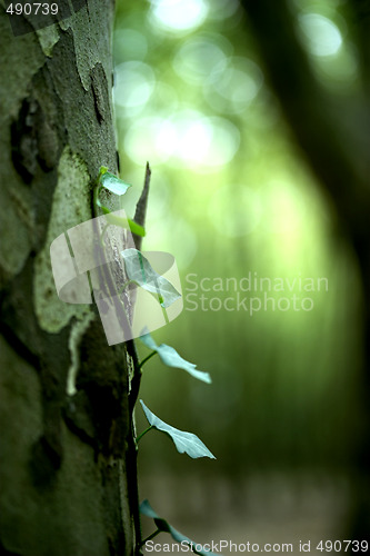 Image of Green Plant