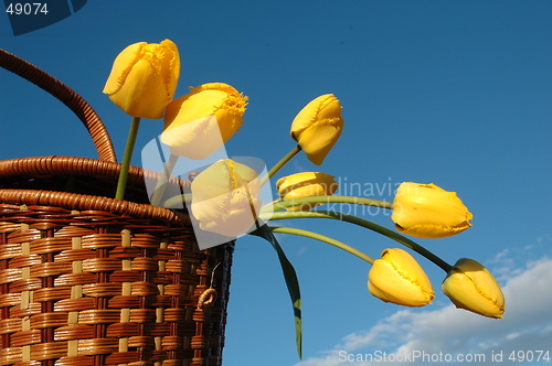 Image of The basket with yellow tulips.