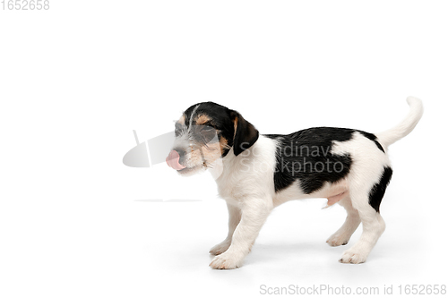 Image of Studio shot of Jack Russell Terrier dog isolated on white studio background