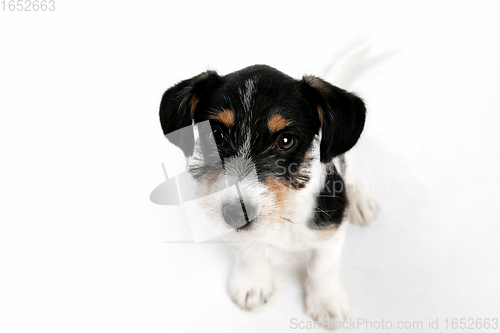 Image of Studio shot of Jack Russell Terrier dog isolated on white studio background