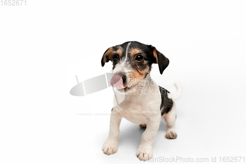 Image of Studio shot of Jack Russell Terrier dog isolated on white studio background