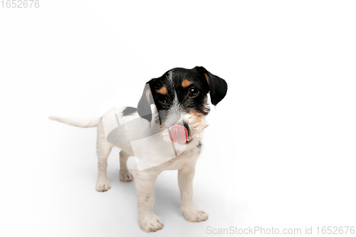 Image of Studio shot of Jack Russell Terrier dog isolated on white studio background