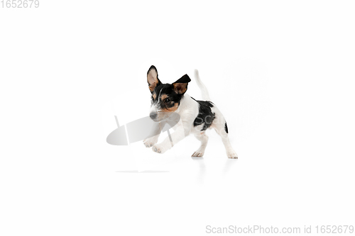 Image of Studio shot of Jack Russell Terrier dog isolated on white studio background
