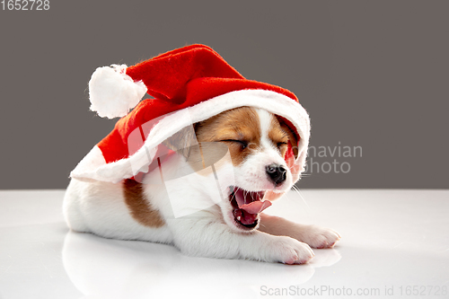 Image of Cute and little doggy posing cheerful isolated on gray background